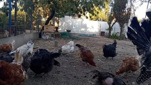 Что делать чтобы куры неслись и не жирели.
