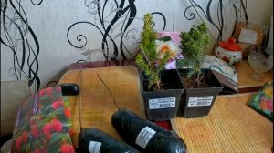 Ель канадская Эхиниформис, Ель канадская Рейнбоуз Енд от Золотой сотки Алтая. Обзор растений.#обзор