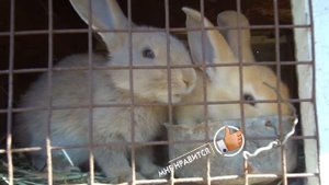 Что едят домашние кролики | Трава и фураж из круп для кроликов