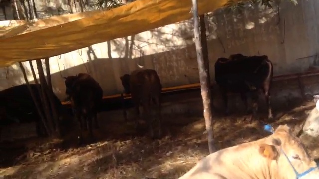 Продажа 100% здорового КРС по всей России и СНГ смотреть онлайн