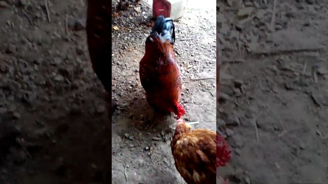 Куры на даче летний видосик 19 года.  содержаниекур