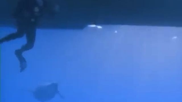 Прогулки с морскими чудовищами (все серии).СМ В ОПИСАНИЕ!