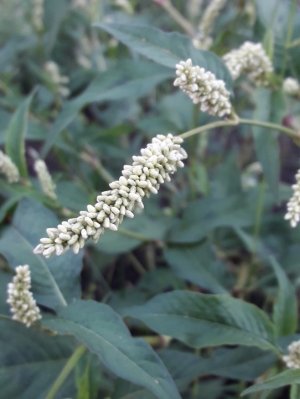 136. Горец развесистый - Persicaria lapathifolia