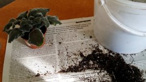 Весенняя пересадка фиалок на работе.. 20.03.2020