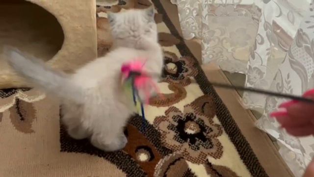 Котенок Бусинка осваивает свою новую когтедралку.