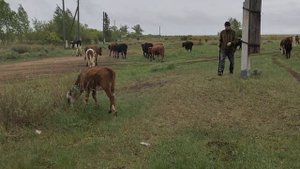 Выгнали старших телят на пастбища.