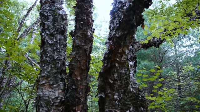 Береза Ребристая I Betula costata