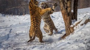 Рык тигра #тигр #рычит #рыктигра
