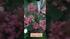 Обзор гортензий #наташинИсерёжинСАД