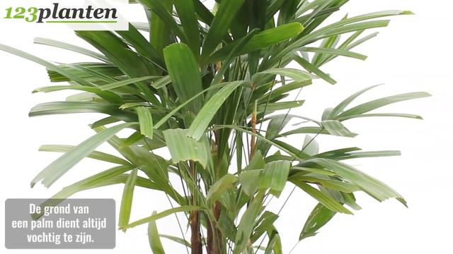 Rhapis Excelsa - Stokpalm (huisdiervriendelijk)