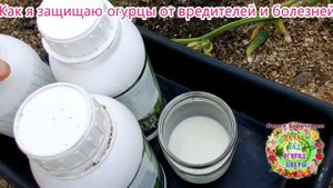 Как я защищаю огурцы от вредителей и болезней