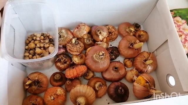 Мои ГЛАДИОЛУСЫ ! смотреть онлайн