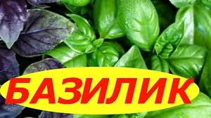 Как вырастить базилик.