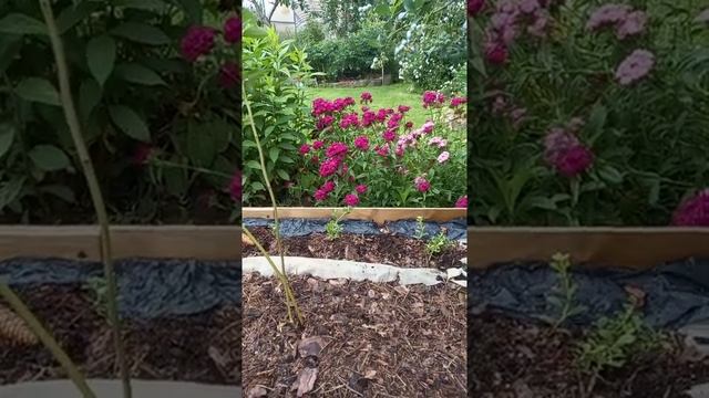 голубика  ,,река ,, усыпан ягодами, брусника ,, руно белявски ,,