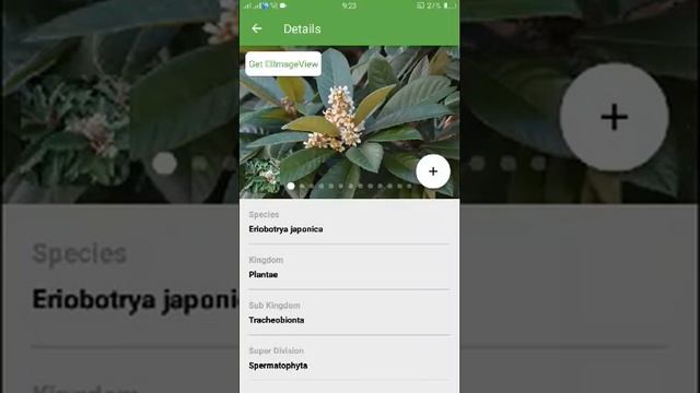 PlantSnap identifies a Loquat (Eriobotrya japonica)