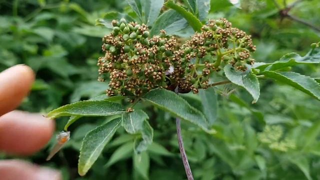Roter Holunder - unreife Früchte - 01.05.18 (Sambucus racemosa) - heimische Bäume bestimmen смотреть онлайн