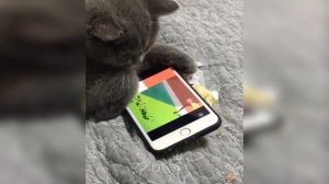 Смешная Реакция Кота На Мультфильм Том И Джерри