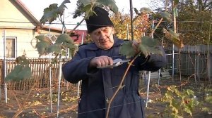 Обрезка однолетнего куста винограда.
