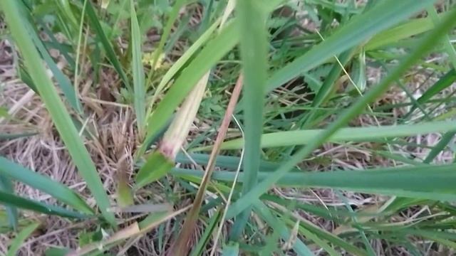 СТРАШНЫЕ ДИКИЕ ЗВЕРИ на загородном участке. Ласка. Детеныш ласки