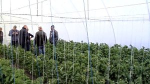 Овощи, как выращивать полезный урожай