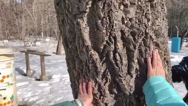 Измайловской опытной пасеке 155 лет: обзорная видеоэкскурсия по экоцентру «Царская пасека»