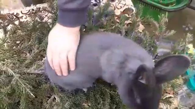 Венский голубой кролик признаки породы. смотреть онлайн