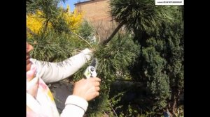 Как из обычной СОСНЫ сделать украшение для вашего дачного участка. САДОВЫЙ БОНСАЙ - это просто !!!