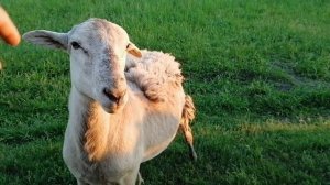 Катумские овцы сбрасывают шерсть.