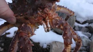 Камчатский краб с берега!