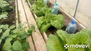 Чем подкармливаю Пекинскую капусту в мае/Спасаю от блошки