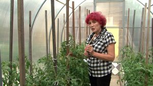 Порядки на грядке: искусственное опыление томатов