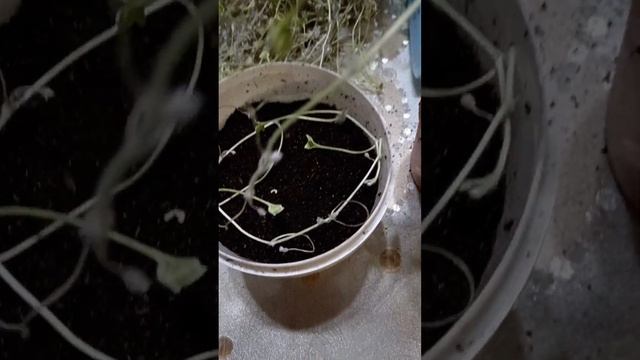 Укореняю дихондру
