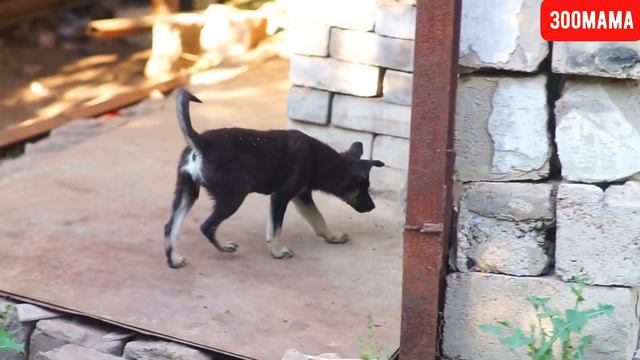 В центре Курска голодают 15 крошечных щенков и 4 взрослые собаки смотреть онлайн