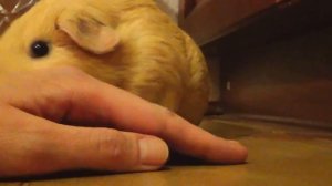 Морская свинка Пепа - Капитан / Стучит зубами / Первая травка