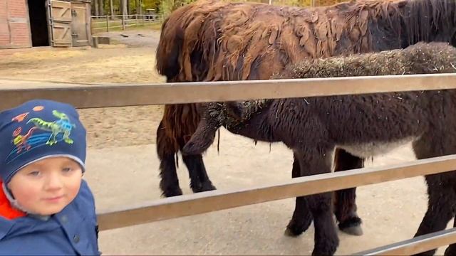Кормление Ослов Пуату Мамонтовые Ослы в Парке дикой природы Lüneburger Heide в Германии смотреть онлайн