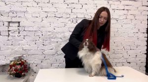 КАК СНЯТЬ МЕРКИ С ВАШЕГО ШПИЦА? ИНСТРУКЦИЯ