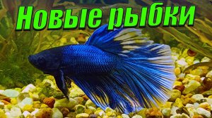 Сажаю новых рыбок и аквариумные растения в свои аквариумы.