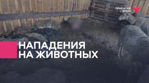 Нападение на животных