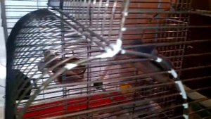 Бриллиантовые горлицы в Туле. Наше пополнение