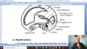 Anatomy GIT Module in English ( Coeliac trunk) ,  by Dr, Wahdan