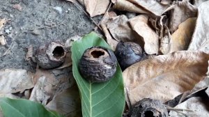 Пришло время сбора грецких орехов