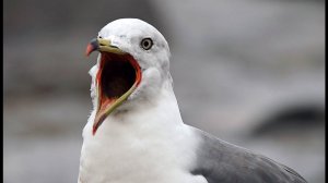 Чернохвостая чайка (Larus crassirostris) - Black-tailed Gull