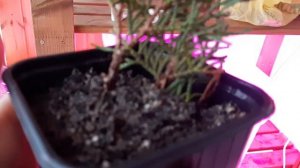 Результат укоренения туи в домашних условиях (часть 2)