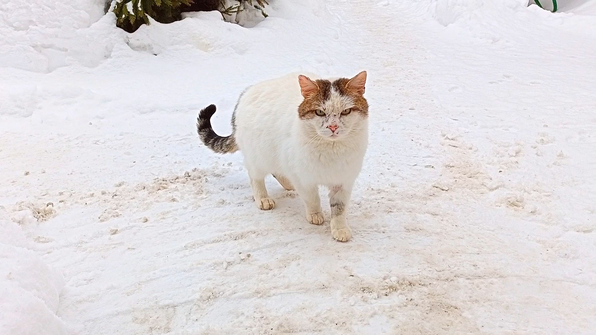 Боевой кот