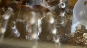 Acanthoscurria geniculata ест майского жука