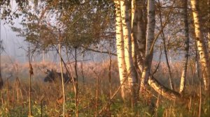 Охота на лося на гону . Наверное хватит....