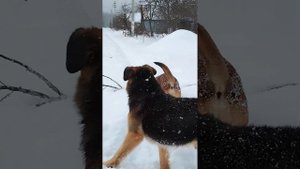 Готовимся к посадке терновника ...