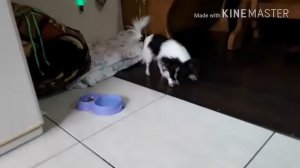 Моя маленькая собачка!!  Мой Микки!