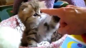 Очень милый котенок / Very cute kitten