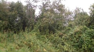 Воспитание щенка лабрадора для охоты (натаска по утке)